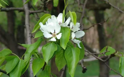 Дендрофлора нацпарка. ДЕЙЦИЯ