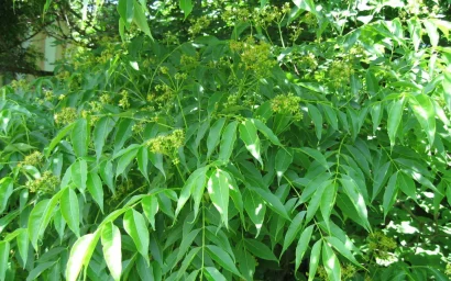 Азбука дендофлоры. БАРХАТ АМУРСКИЙ