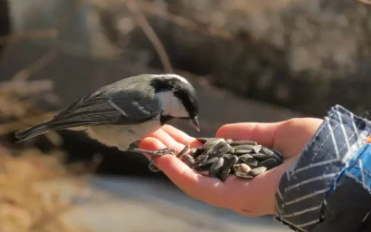 О ПОМОЩИ ПЕРНАТЫМ