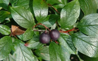 Дендрофлора нацпарка. КИЗИЛЬНИК ЧЕРНОПЛОДНЫЙ.