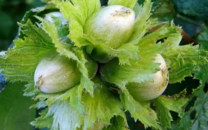 Дендрофлора нацпарка. ЛЕЩИНА