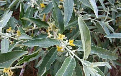 Дендрофлора нацпарка. ЛОХ УЗКОЛИСТНЫЙ