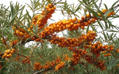 Дендрофлора нацпарка. ОБЛЕПИХА