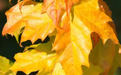 Дендрофлора нацпарка. КЛЕН ОСТРОЛИСТЫЙ