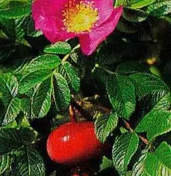 Дендрофлора нацпарка. ШИПОВНИК ОБЫКНОВЕННЫЙ