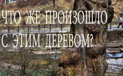 ЧТО ПРОИЗОШЛО С ОДНИМ ИЗ УНИКАЛЬНЕЙШИХ ДЕРЕВЬЕВ ПАРКА?