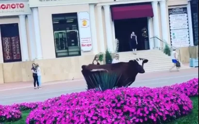 ПАРНОКОПЫТНЫЕ КУРОРТНИЦЫ