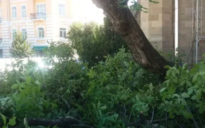 ИСТОРИЧЕСКИЙ «ПЯТАЧОК» ЛИШИЛСЯ ОРЕХОВОГО ДЕРЕВА