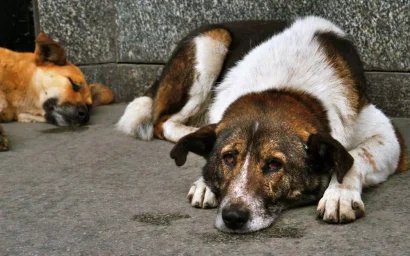 НА БУЛЬВАРЕ БЕЗДОМНАЯ СОБАКА УКУСИЛА ДЕВУШКУ. ВЕДЕТСЯ СЛЕДСТВИЕ