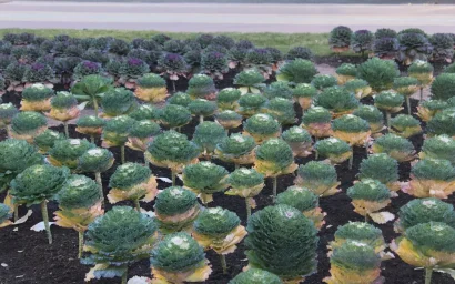 ВОТ ТАКАЯ КАПУСТА — «ПЕВЧАЯ ПТИЧКА»