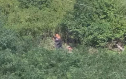 НА МАШУКЕ ТАЙНО УНИЧТОЖАЮТ ДЕРЕВЬЯ