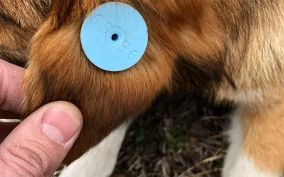 СБИТОЙ НА ПРОСПЕКТЕ СОБАКЕ ОКАЗАЛИ ПОМОЩЬ