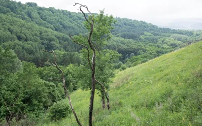 СВЕРШИЛОСЬ: 2570 ГЕКТАРОВ ПОЛУЧИЛИ СТАТУС ГОРОДСКИХ ЛЕСОВ!