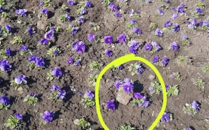 КРАСОТА В КИСЛОВОДСКЕ, УВЫ, ТРЕБУЕТ ЗАЩИТЫ!