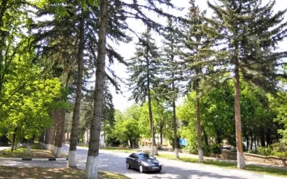 ЗАЧЕМ ОБРЕЗАЛИ ГОЛУБЫЕ ЕЛИ?