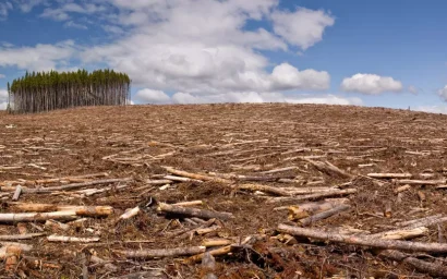 НАКОНЕЦ-ТО!               ПУТИН ЗАЯВИЛ О НЕОБХОДИМОСТИ УСИЛЕНИЯ КОНТРОЛЯ ЗА ЛЕСОПОЛЬЗОВАНИЕМ