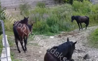 ВНИМАНИЕ! ПОМОГИТЕ НАЙТИ ХОЗЯЕВ ЛОШАДЕЙ!
