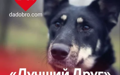 17 АВГУСТА МЫ МОЖЕМ ВЫГУЛЯТЬ ПРИЮТСКИХ ЖИВОТНЫХ, ПОМОЧЬ КОРМОМ И МЕДИКАМЕНТАМИ, НАЙТИ ЧЕТВЕРОНОГОГО ДРУГА