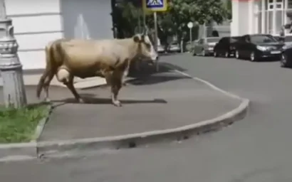 КОРОВА ПЕРЕШЛА ДОРОГУ ПО ПРАВИЛАМ