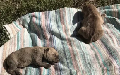 В КИСЛОВОДСКЕ НЕ ПО-ЧЕЛОВЕЧЕСКИ  ИЗБАВИЛИСЬ ОТ ЩЕНЯТ(18+)