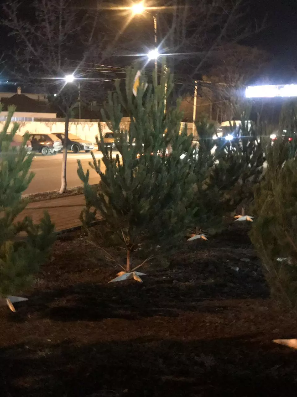 НЕЗАКОННАЯ ТОРГОВЛЯ ЕЛКАМИ