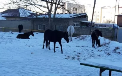 ЛОШАДИНАЯ КОМПАНИЯ ГУЛЯЕТ ПО КИСЛОВОДСКУ