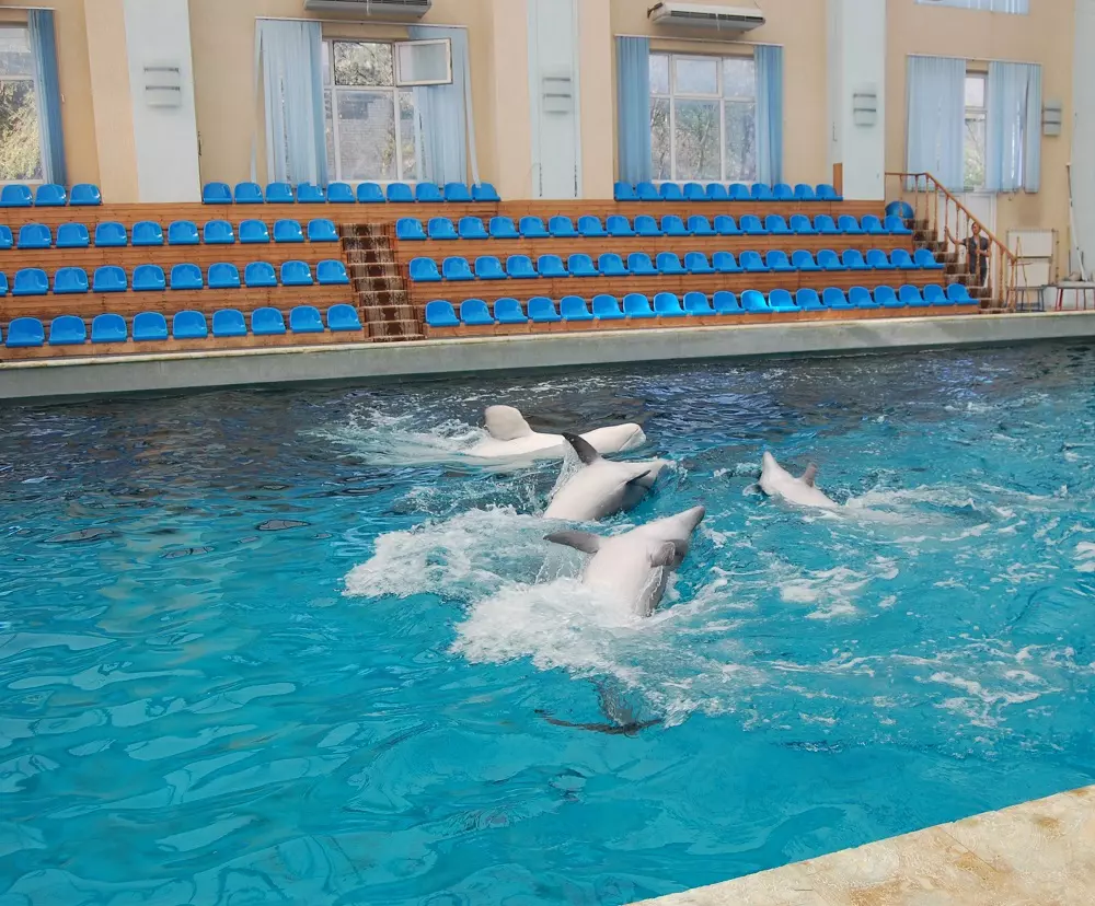 ОБИТАТЕЛИ КИСЛОВОДСКОГО ДЕЛЬФИНАРИЯ БЛАГОДАРЯТ ЖУРНАЛИСТОВ  И ВСЕХ, КТО ПОМОГ СОХРАНИТЬ ИМ ЖИЗНЬ (6+)