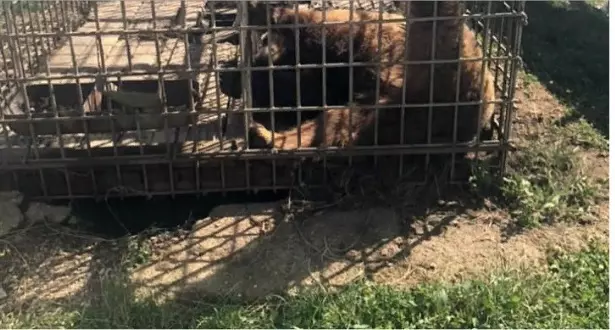 Успеет ли новый закон спасти медвежонка, мучающегося  от жестокого обращения? (0+)
