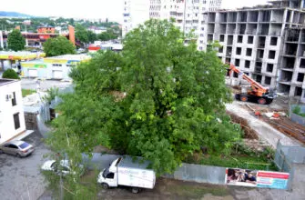 Спасите дерево. Оно пока живое…