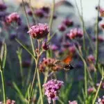 Волшебный мир бабочек колибри (Кисловодск 2020)