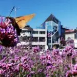 Волшебный мир бабочек колибри (Кисловодск 2020)
