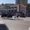 Шесть полицейских протоколов было составлено в связи с конным свадебным кортежем, нарушившим дорожное движение в центре Кисловодска