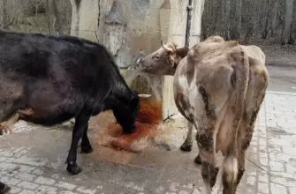 Рогатый скот в поселках Кисловодского городского округа берут под контроль