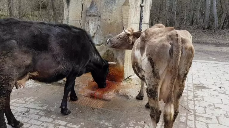 Рогатый скот в поселках Кисловодского городского округа берут под контроль