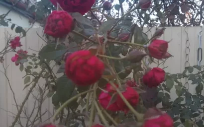 Рождественское чудо: под открытым небом в Пятигорске расцвели розы!