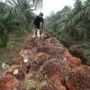 Пища наша… О пальмовом масле