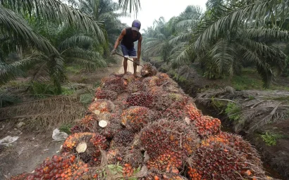 Пища наша… О пальмовом масле
