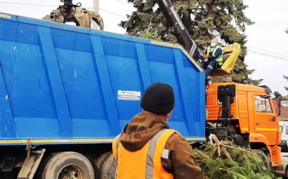 После новогодних праздников 30 кубометров зеленой хвои отправили  на конеферму