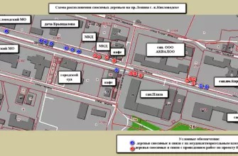 Скольких акаций не досчитается Кисловодск при реконструкции проспекта Ленина?