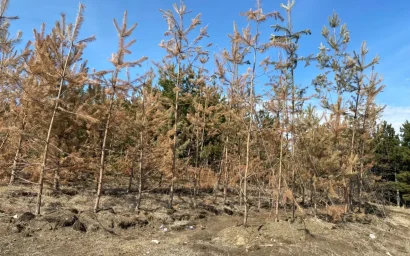 Как изуродовали сосновый лес и смогут ли кисловодчане его спасти