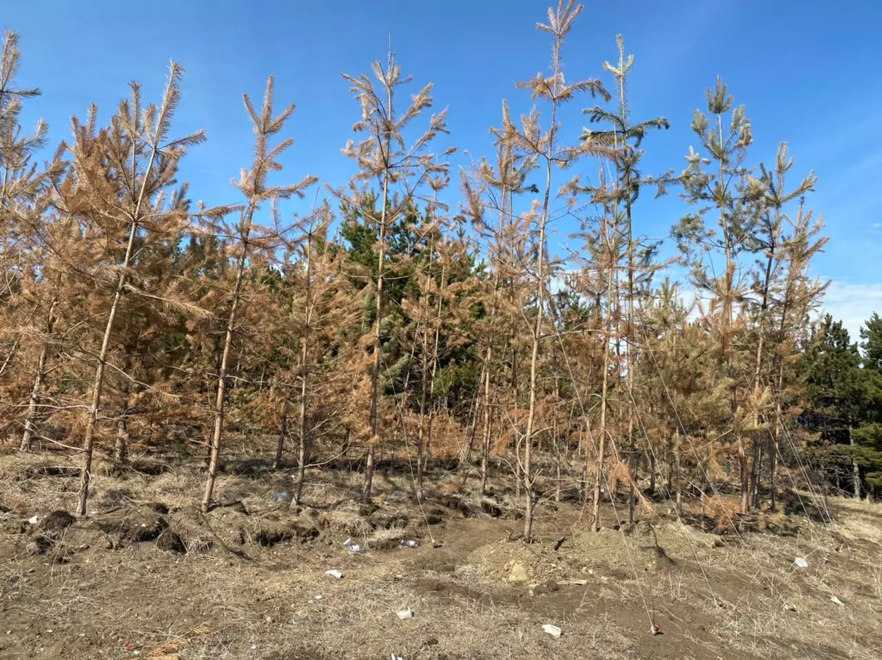 Как изуродовали сосновый лес и смогут ли кисловодчане его спасти