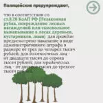 Закон на защите лесных насаждений. Дело за пониманием и совестью