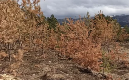 Экологическое преступление в Кисловодске: кто виноват и что делать?