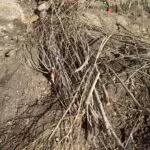 В Кисловодске спилили очередное взрослое дерево