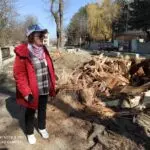 В Кисловодске спилили очередное взрослое дерево