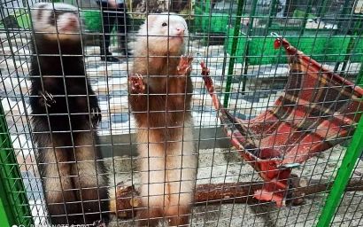 Четвероногие гастролеры в  Кисловодске