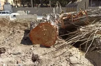 В Кисловодске спилили очередное взрослое дерево