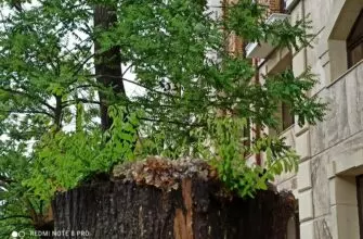 Неравная борьба за жизнь. В курортной зоне Кисловодска несколько лет убивают здоровую акацию