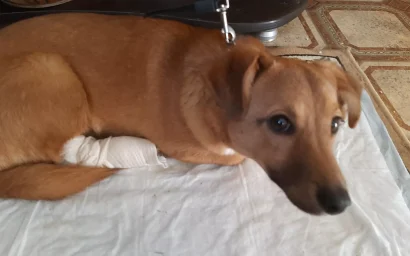 «Кислый» пёс