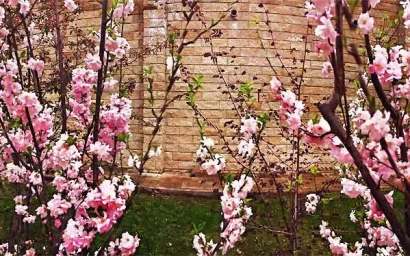 Цветущий май